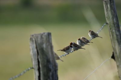 Close-up of insect on plant