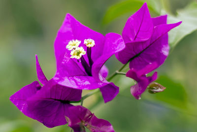 Close-up of purple flowers blooming outdoors