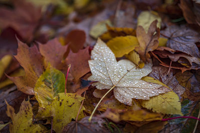 Close-up of wet maple leaves