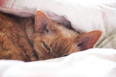 Devon rex cat sleeping on bed
