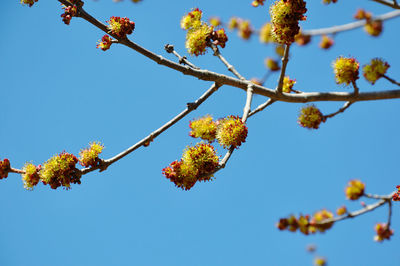 Low angle view of maple tree blossom against blue sky