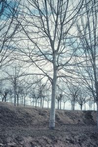 Bare trees on landscape against sky