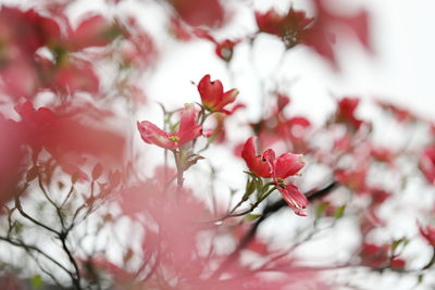 Close-up of cherry blossoms in spring