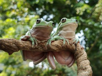 Close-up of a frog on tree