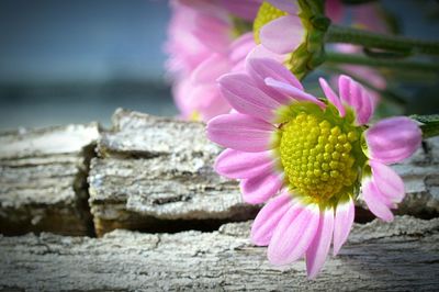 Close-up of flowers against blurred background