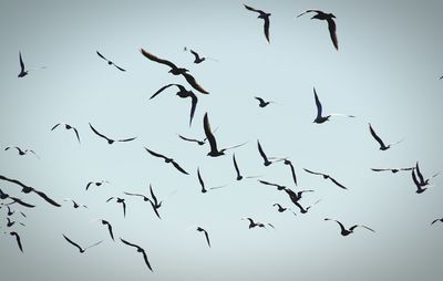 Low angle view of birds flying against clear sky