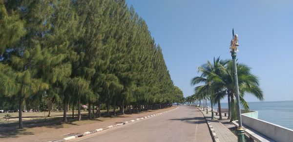 Road by palm trees against sky