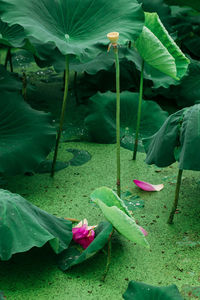 Close-up of lotus water lily in pond