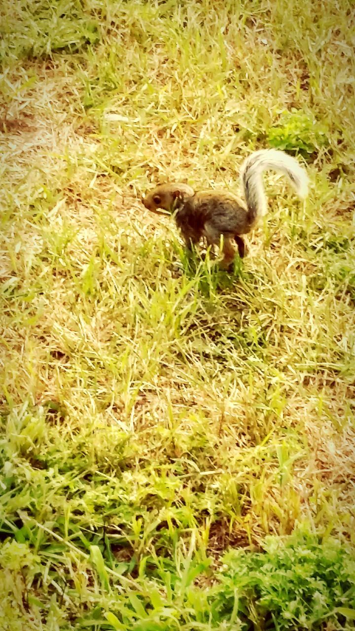 animal themes, animals in the wild, wildlife, grass, one animal, bird, field, grassy, high angle view, mammal, nature, full length, two animals, young animal, side view, day, zoology, outdoors, no people, plant