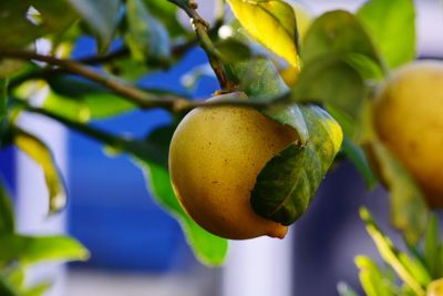 Close-up of fruits on tree