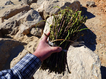 Cropped hand of man holding asparagus on rock