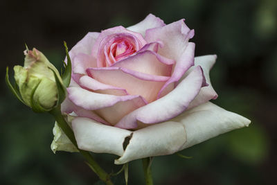 Close-up of rose against blurred background