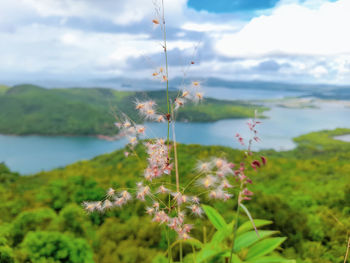 Flowering plants by land against sky