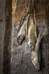 Close-up of dead fish on wood