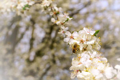 Close-up of cherry blossoms