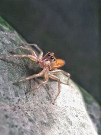 Close-up of spider