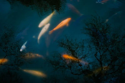 Close-up of fish swimming in sea