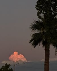 Low angle view of coconut palm tree against sky