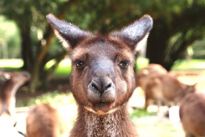 Close-up of kangaroo at zoo