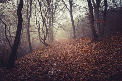 Trees in forest during winter