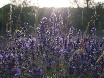 Close-up of purple flowers blooming in field