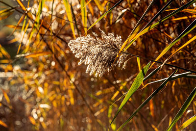 Close-up of dried plant on field