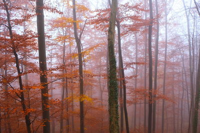 Trees in forest during autumn