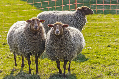 Portrait of sheep on field