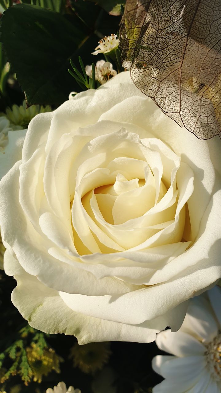 CLOSE-UP OF WHITE ROSE AGAINST ROSES
