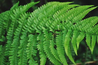 Close-up of fern leaves