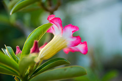 Close-up of pink flowering plant