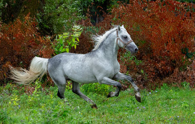 Horse running on grassy field against trees