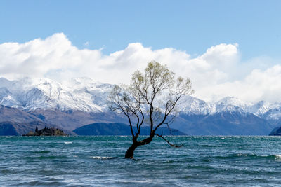 The wanaka tree, new zealand