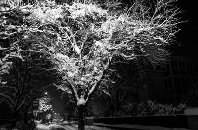 Trees and plants at night