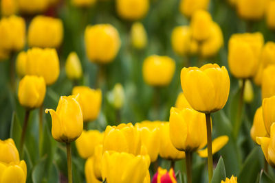 Close-up of yellow tulips on field