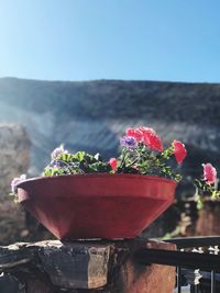 Close-up of red potted plant