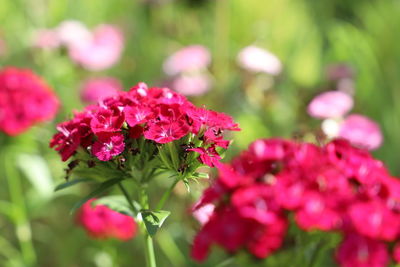 Close-up of pink flowering plants