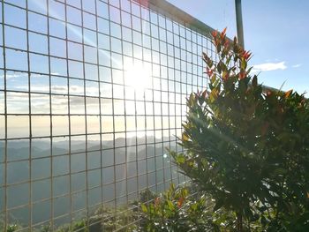 Low angle view of tree against sky