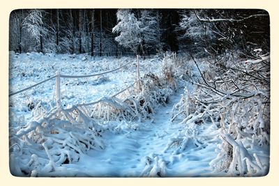 Bare trees on snow covered field