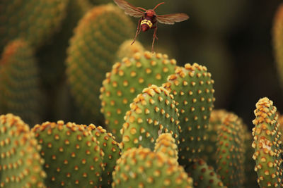 Close-up of succulent plant