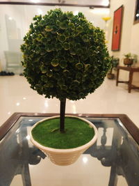 Close-up of plants on table