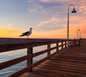 Close-up of seagull perching on pier