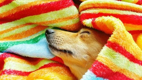 Close-up of dog sleeping under towel