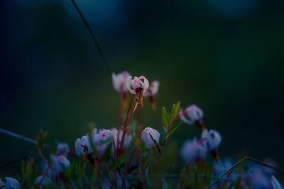 Close-up of purple flowering plant