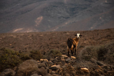 Horse standing on field