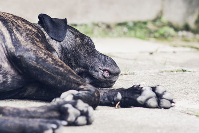 Cane corso resting on walkway