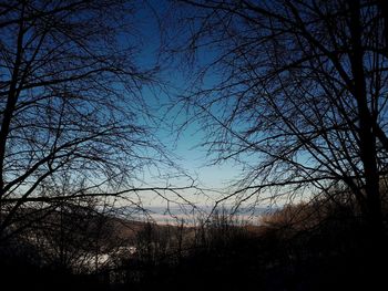 Silhouette of bare trees at sunset