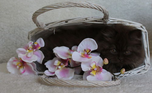 Close-up of kitten in basket