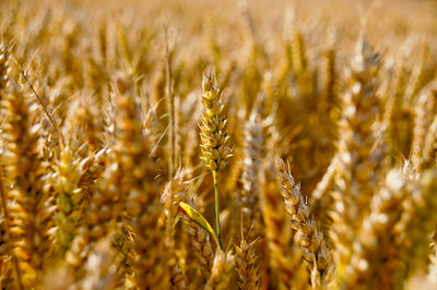 Close-up of wheat field