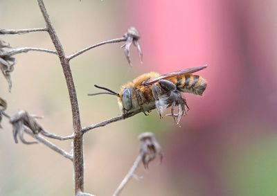 Close-up of butterfly pollinating flower